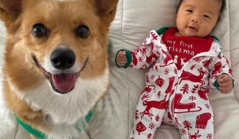 Cachorro viraliza após ‘descobrir’ técnica para acalmar bebês nos EUA