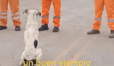 Pontual e responsável: cachorro é elogiado em reunião de firma e vídeo viraliza