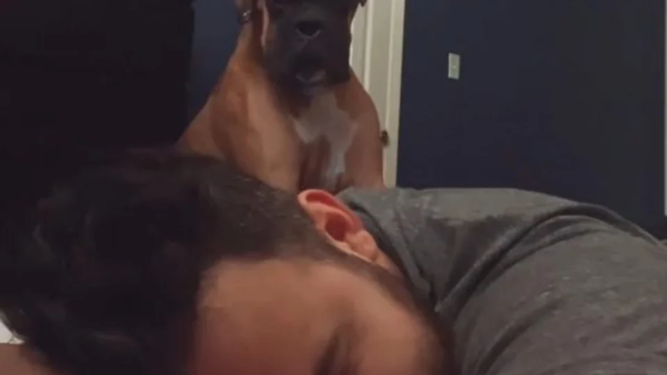 Vídeo: cão bruto acorda tutor na ‘base da força’ e ação viraliza no TikTok