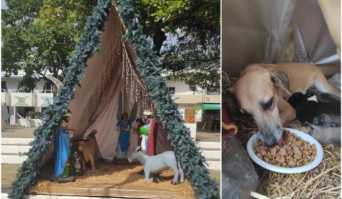 Cachorra dá à luz em presépio de praça no México e emociona moradores