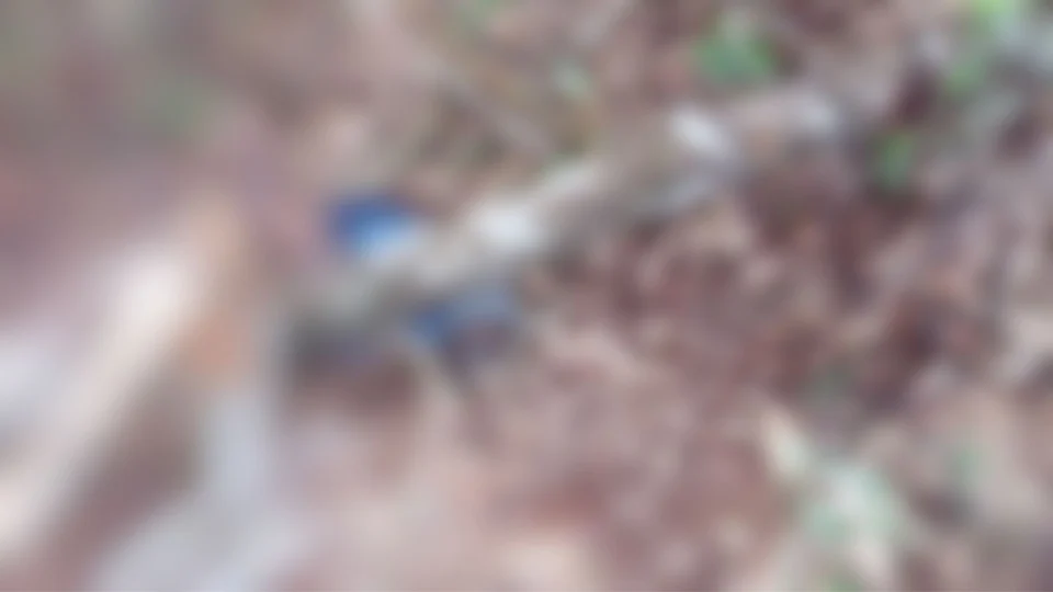 Vídeo: corpo com tiros na cabeça é encontrado em ramal na rodovia AM-010