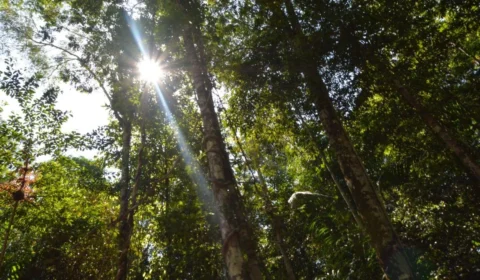 Conselho Nacional do Meio Ambiente é recriado pelo Governo Federal