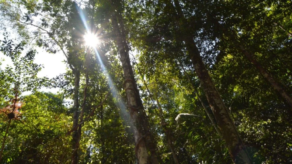 Conselho Nacional do Meio Ambiente é recriado pelo Governo Federal