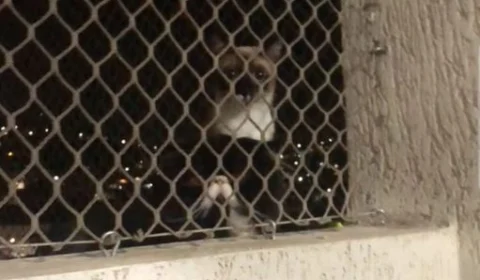 Vídeo: gato ‘fofoqueiro’ é denunciado por vizinho: ‘privacidade zero’