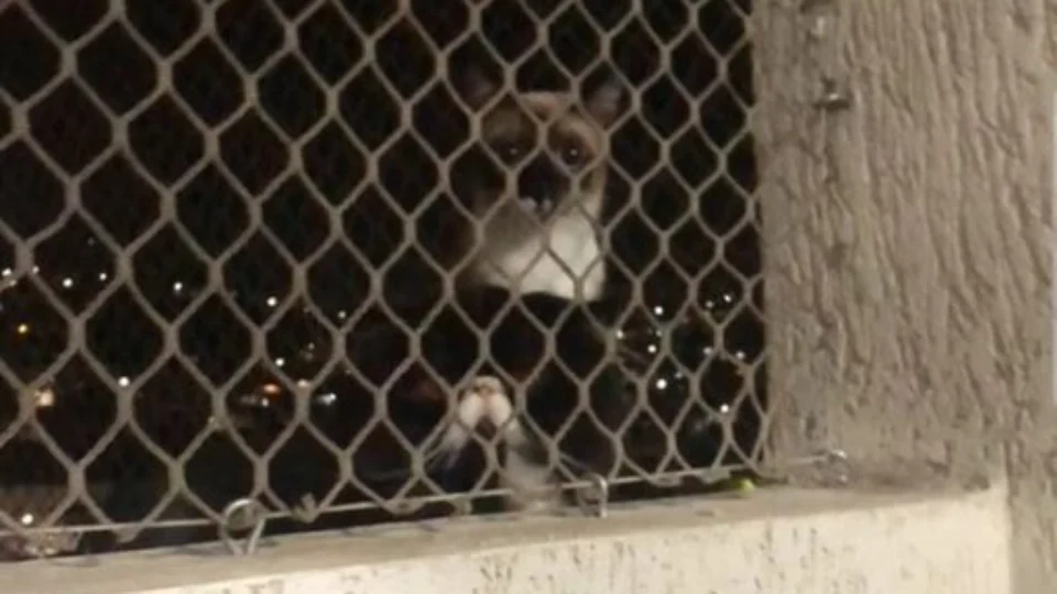 Vídeo: gato ‘fofoqueiro’ é denunciado por vizinho: ‘privacidade zero’