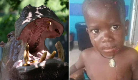 Hipopótamo tenta engolir criança de 2 anos em Uganda, na África