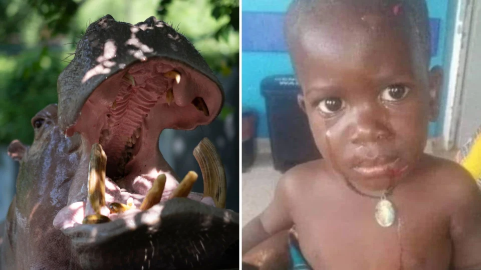 Hipopótamo tenta engolir criança de 2 anos em Uganda, na África