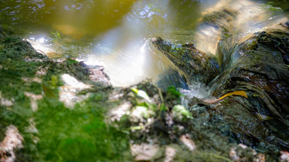 Jacaré resgatado em obra é devolvido para a natureza em Manaus