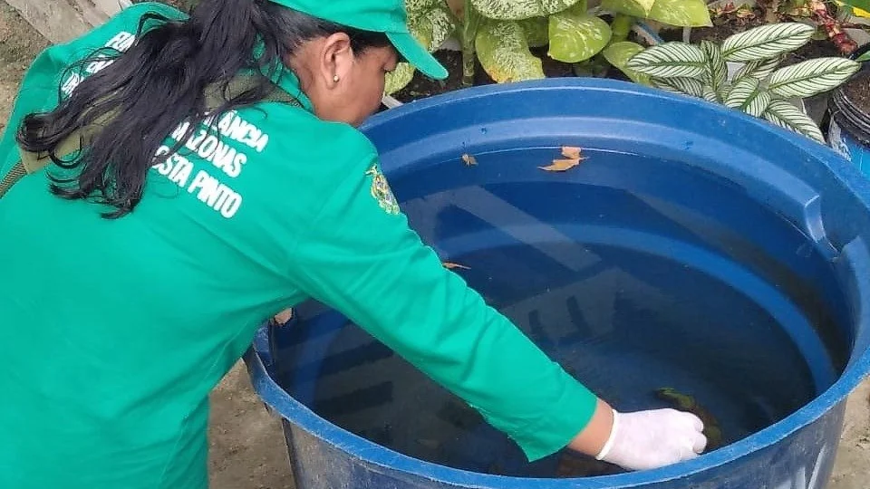 Aedes aegypti: chuvas podem aumentar proliferação do mosquito no AM