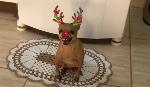Vídeo: filtro de Natal deixa pinscher ‘furiosa’ e conteúdo viraliza na web