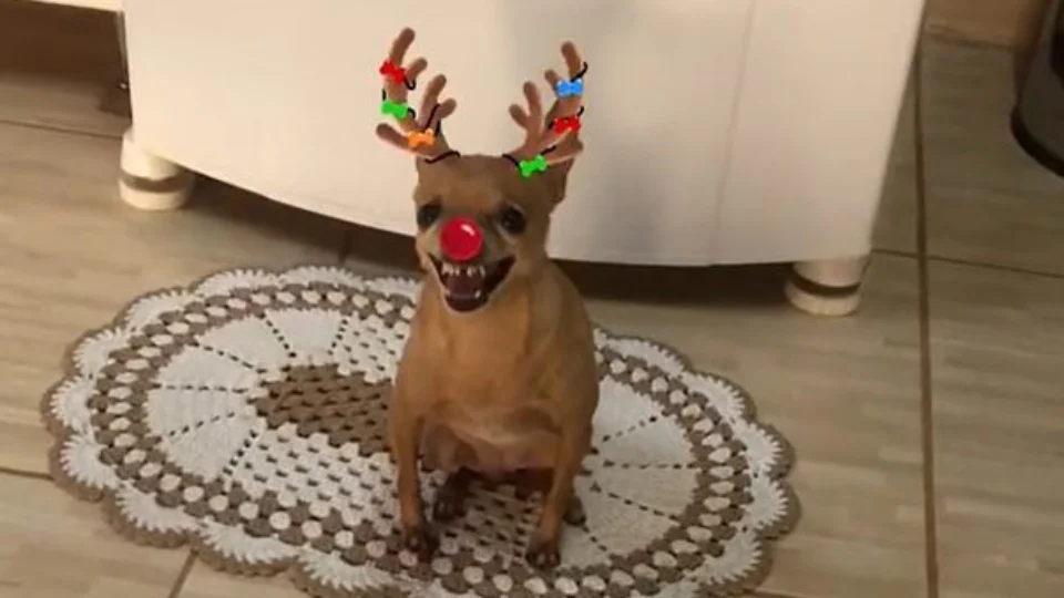 Vídeo: filtro de Natal deixa pinscher ‘furiosa’ e conteúdo viraliza na web