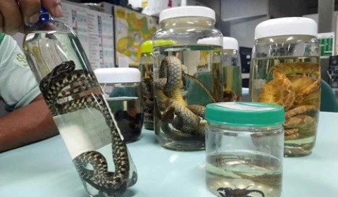 Acidentes com serpentes podem aumentar com cheia dos rios no Amazonas