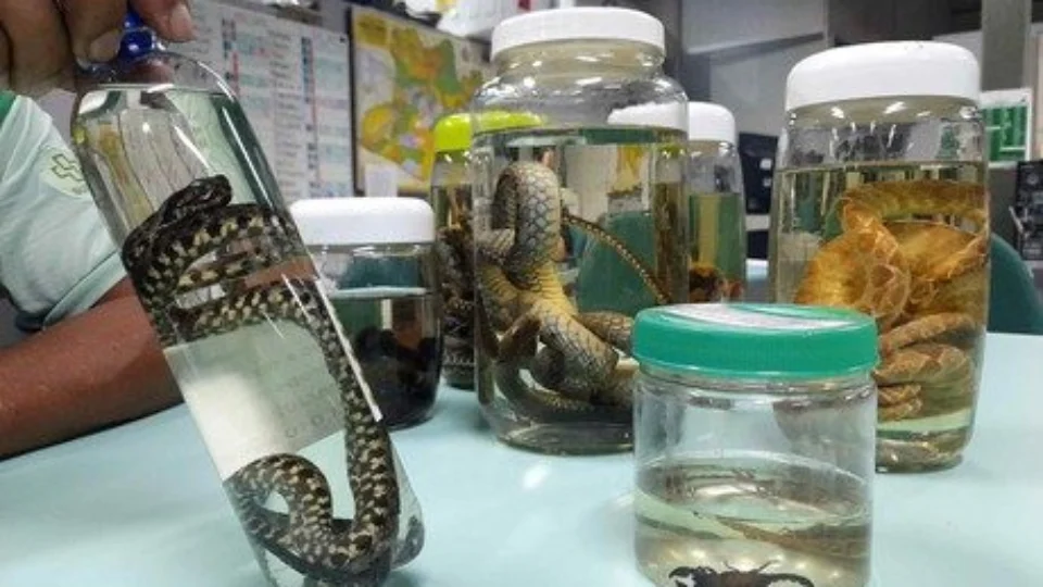 Acidentes com serpentes podem aumentar com cheia dos rios no Amazonas