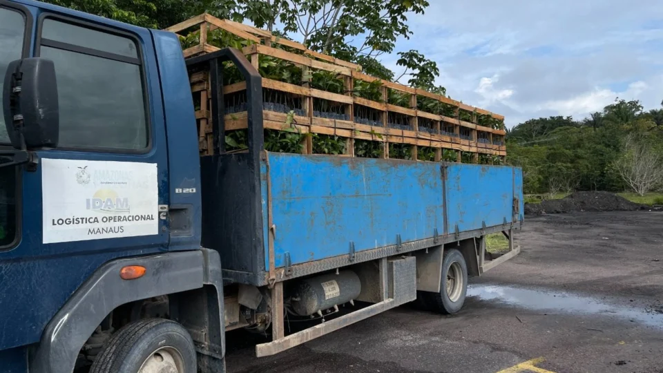 Mudas de castanheiras-do-Brasil são entregues para produtores rurais no AM