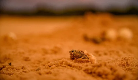 Vídeo: Cientistas da WCS registram eclosão de ovos da tartaruga-da-amazônia