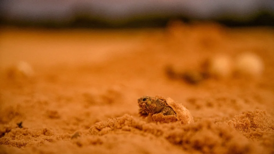 Vídeo: Cientistas da WCS registram eclosão de ovos da tartaruga-da-amazônia