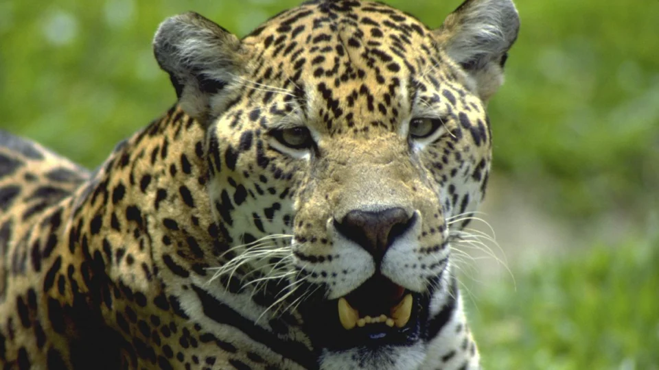 Reserva tem 12 espécies de animais ameaçadas de extinção no Paraná