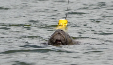 Primeiro filhote de peixe-boi-marinho nasce no litoral da Paraíba