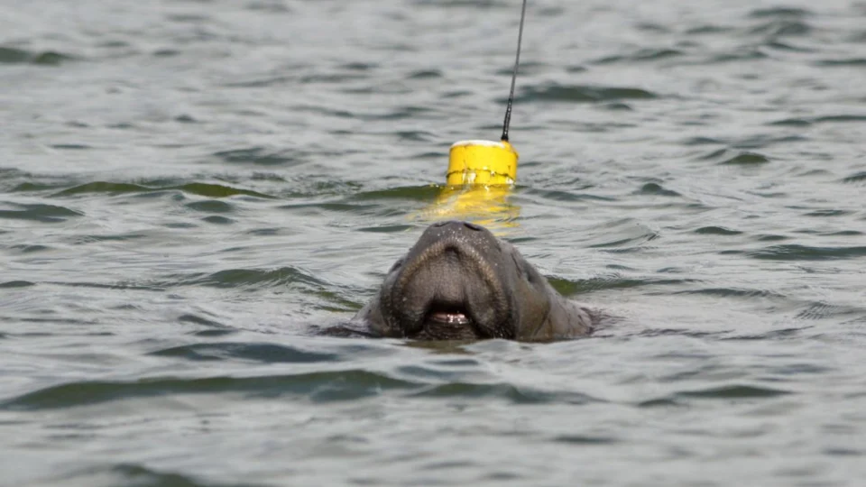 Primeiro filhote de peixe-boi-marinho nasce no litoral da Paraíba