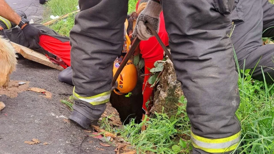 Bombeiros resgatam cão dentro de bueiro na Zona Centro-Oeste de Manaus