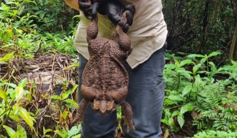 Toadzilla: sapo-cururu gigante de 2,7 kg é encontrado na Austrália; veja vídeo