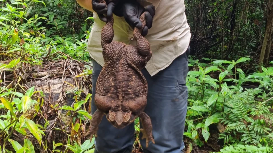 Toadzilla: sapo-cururu gigante de 2,7 kg é encontrado na Austrália; veja vídeo