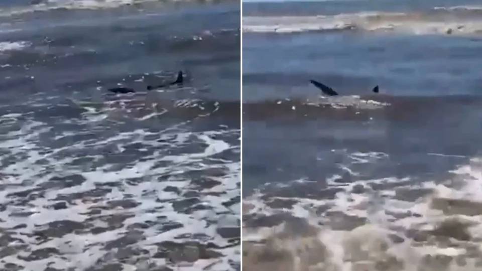 Vídeo: tubarão aparece em orla de praia e assusta banhistas no RS