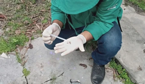 Boletim Dengue: quinta-feira (5) registra 97 novos casos e três mortes no AM
