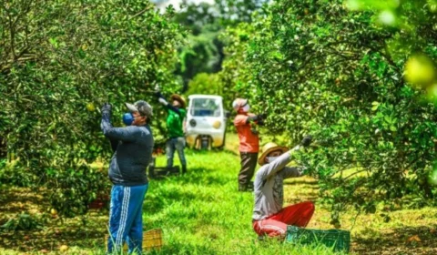 Novas tecnologias impulsionam a cadeia produtiva de laranja e limão no AM