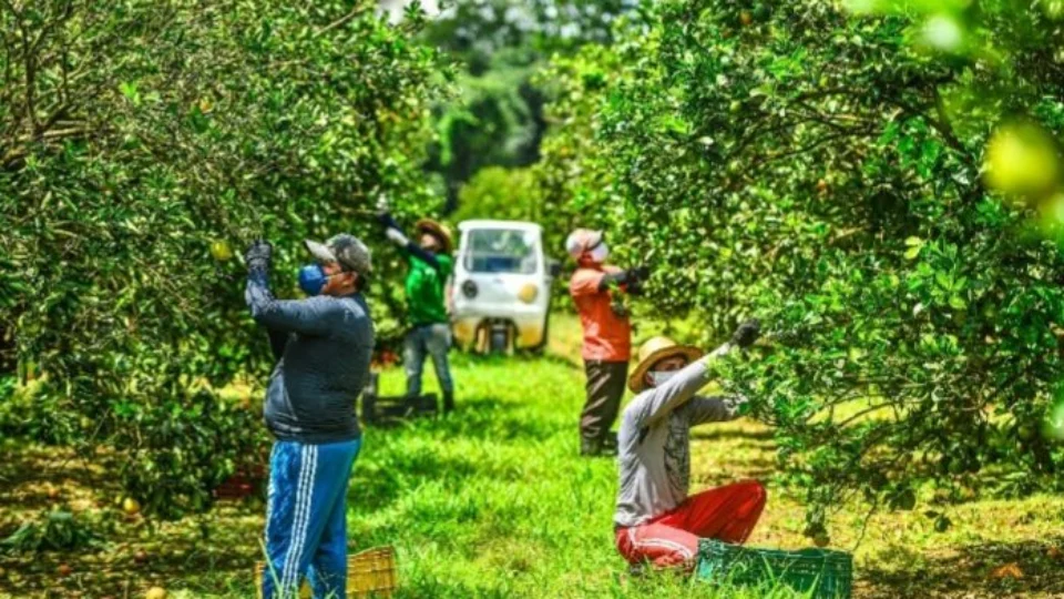 Novas tecnologias impulsionam a cadeia produtiva de laranja e limão no AM