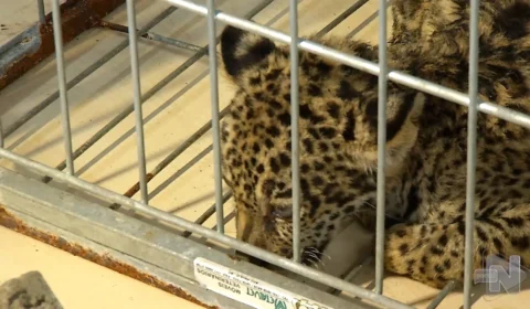 VÍDEO: filhote de onça de 5 meses é resgatado pelo Batalhão Ambiental de Manaus