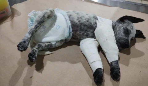 Homem agride ex-namorada e quebra patas de cão após término de relacionamento