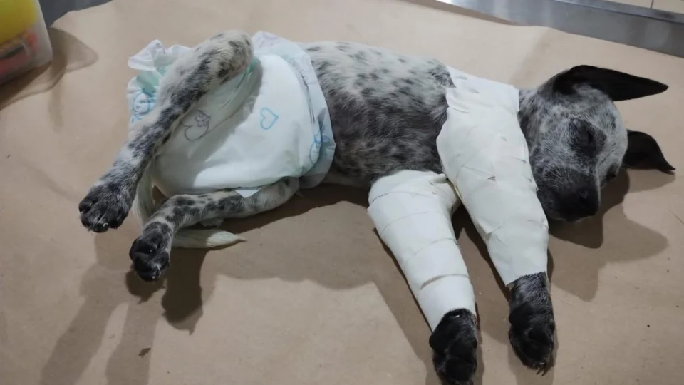 Homem agride ex-namorada e quebra patas de cão após término de relacionamento