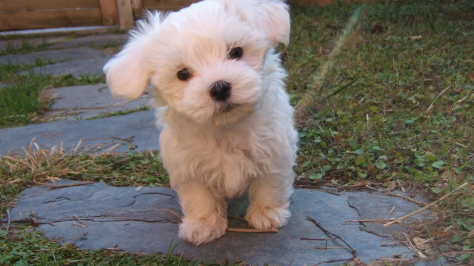 Brasil é o 3º país com mais pets e mercado projeta crescimento