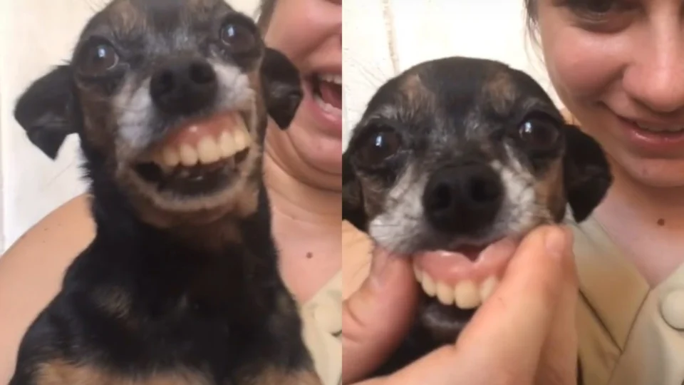 Pinscher viraliza após ser flagrado com chaveiro de dentadura na boca