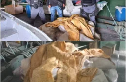 Polícia apreende 2 toneladas de pirarucu em Fonte Boa, no Amazonas