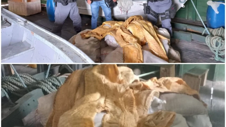Polícia apreende 2 toneladas de pirarucu em Fonte Boa, no Amazonas