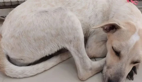 Pets idosos: confira cuidados necessários na ‘terceira idade animal’