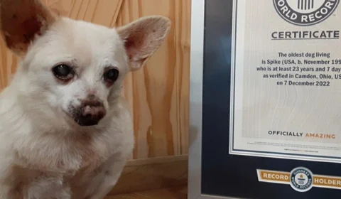 Com 23 anos, Spike é o cachorro mais velho do mundo, segundo Guinness Book