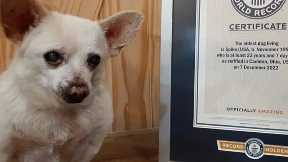 Com 23 anos, Spike é o cachorro mais velho do mundo, segundo Guinness Book