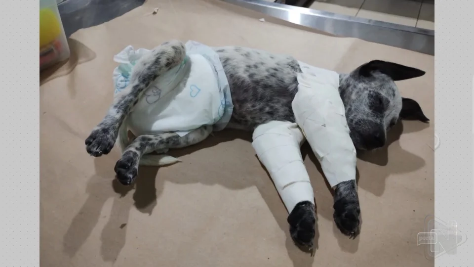 VÍDEO: suspeito de agredir namorada e animal de estimação é solto em Manaus