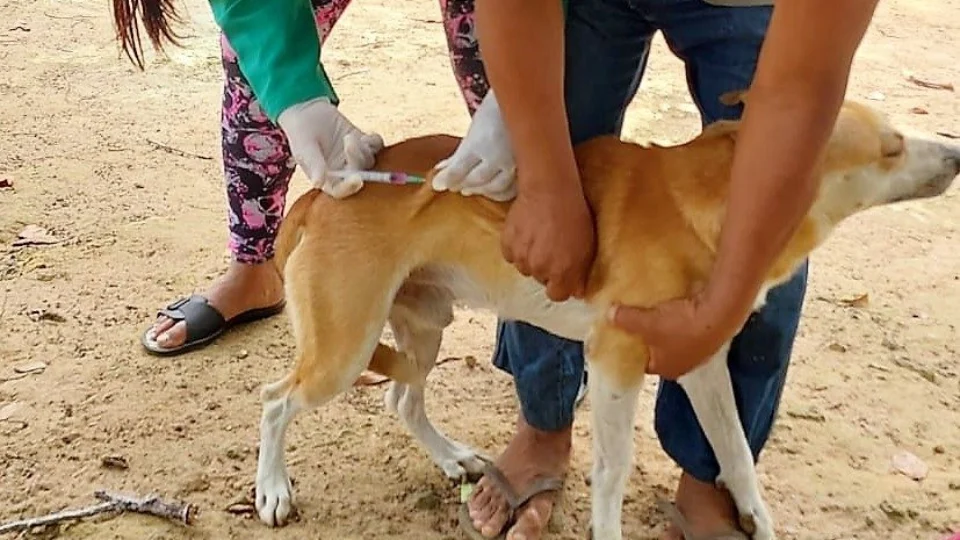 Saúde alerta importância de vacinar cães e gatos contra raiva no AM