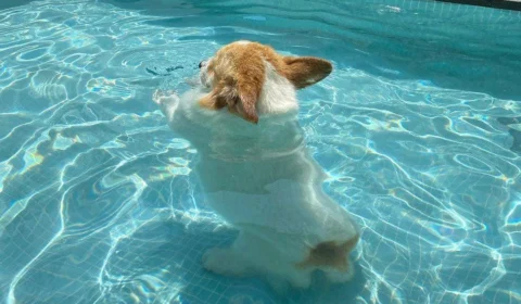 Verão: confira 5 frutas que vão ajudar na hidratação dos pets