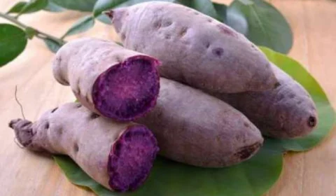 Cará-roxo: pesquisa potencializa e valoriza cadeia produtiva no Amazonas