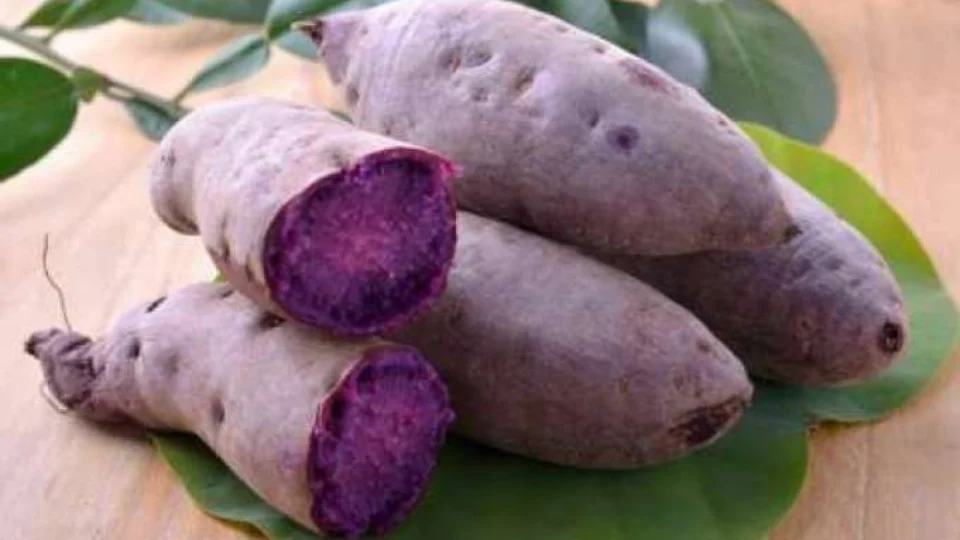 Cará-roxo: pesquisa potencializa e valoriza cadeia produtiva no Amazonas