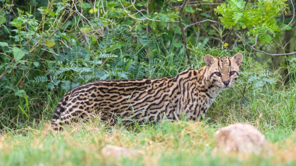 Mais de 1.000 animais silvestres foram resgatados na América do Sul em 2022