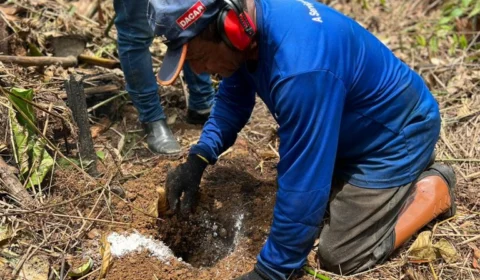 Reflorestamento: agricultores recebem Castanheiras para fortificar economia