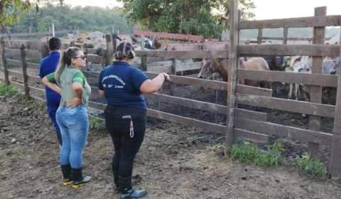 Raiva dos herbívoros: Autazes, Careiro e Tefé, no AM, são obrigados a vacinar animais