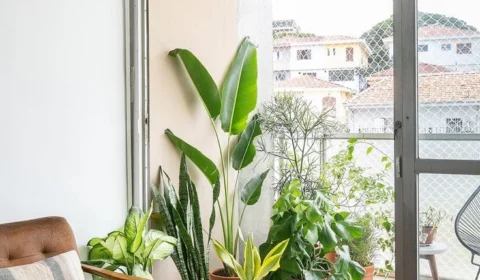 Plantas: confira 3 aspectos que devem ser considerados na hora da escolha