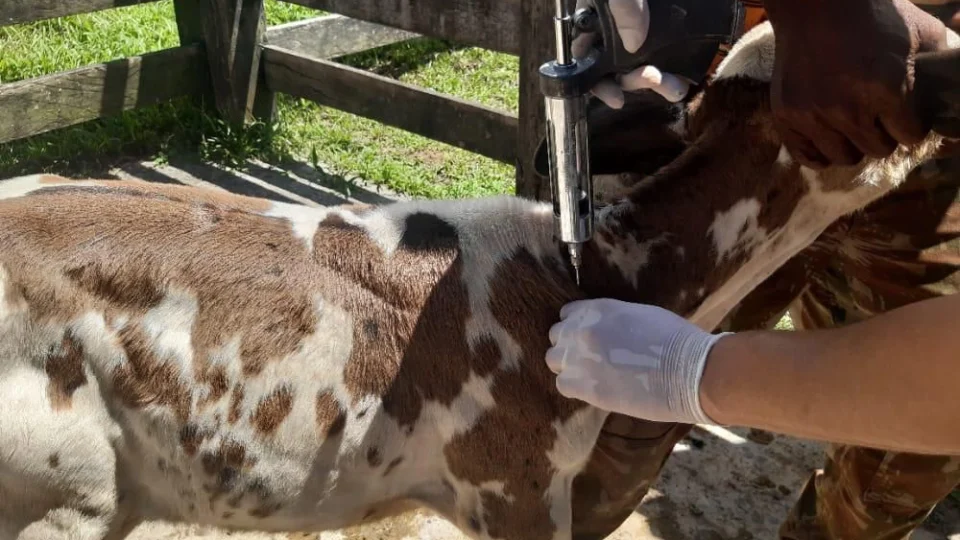 Adaf prorroga cadastro veterinários para vacinação contra brucelose no AM